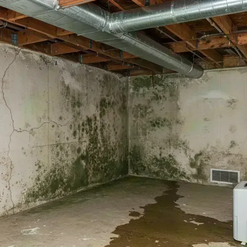 Professional Mold Removal in Libertyville, IL